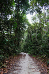 Obraz premium Walking path in the Kanagarian Rumbio Forbidden Forest, Kampar Regency, Riau, Indonesia.