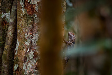 Cuvier's Madagascar swift, Oplurus cuvieri, black grey lizard in the tree in the nature habitat,...
