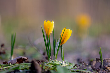 Selective focus of yellow flower with green leaves, Crocus is a genus of flowering plants in the...