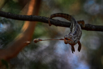 Panther chameleon catch insect on tree branch, Furcifer pardalis, sitting on the in the nature habitat, Ranomafana NP. Endemic Lizard from Madagascar. Chameleon in the night, Africa, food tongue.