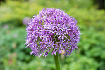 one purple allium blossom, blurry park background