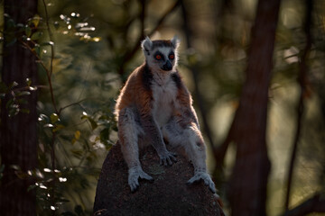 Backlight. Monkey with granite rock, sunset. Madagascar wildlife, Ring-tailed Lemur, Lemur catta. Animal from Madagascar, Africa, orange eyes. Evening light sunset, Anja Nature Park.