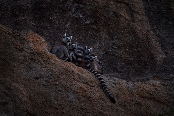 Madagascar wildlife. Monkey family, young cub. Madagascar wildlife, Ring-tailed Lemur, Lemur catta. Animal from Madagascar, Africa, orange eyes. Evening light sunset, Anja Nature Park. Monkey.
