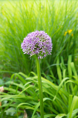 one purple allium blossom, green leaves and blurry grass background