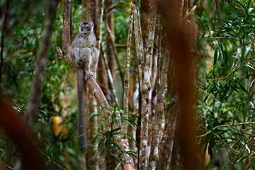 Madagascar, animal in the habitat. Eulemur coronatus, Crowned lemur, small monkey with young babe cub in the fur coat, nature habitat, Madagascar. Lemur in the forest nature, wildlife.