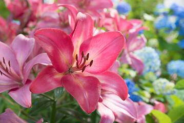 Fototapeta premium fire lily flowers in pink