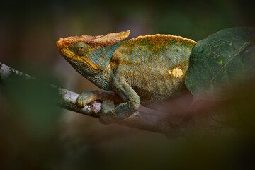 Malagasy giant chameleon, Furcifer oustaleti, sitting on the tree branch in the nature habitat, Ranomafana NP. Endemic Lizard from Madagascar. Chameleon in the night.