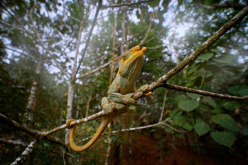 Malagasy giant chameleon, Furcifer oustaleti, sitting on the tree branch in the nature habitat, Ranomafana NP. Endemic Lizard from Madagascar. Chameleon in the night.