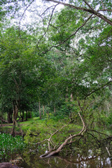 Beautiful greenery at Buluh Cina Nature Tourism Park, Riau, Indonesia.