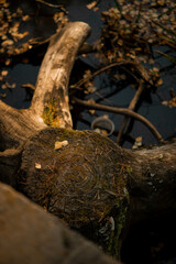 a broken tree lies in the water, surrounded by leaves