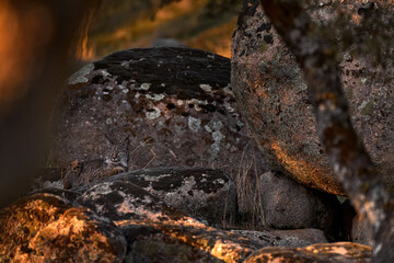 Iberian lynx, Lynx pardinus, wild cat endemic in Spain in Europe. Rare cat stone rock habitat in the nature. Canine feline with spot fur coat, evening sunset light. Spain wildlife.