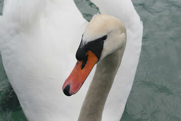 Close-Up of a Graceful White Swan with an Orange Bill on Calm Water