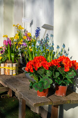 Flowers and plants for sale in a garden market in spring vertical