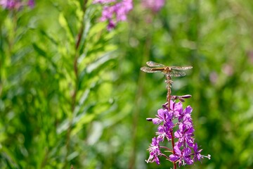 Close-up of a dragonfly sitting on a fireweed flower in a field. Blooming fireweed. Summer vibe