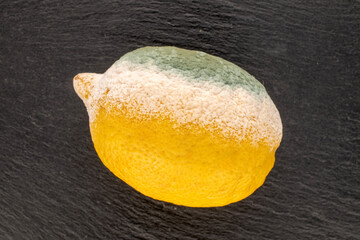 One lemon with mold on slate stone, close-up, top view.