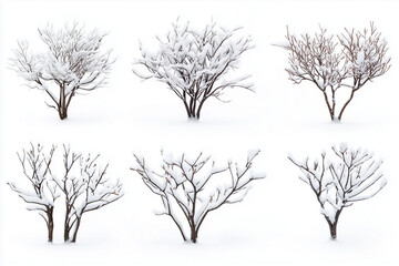 Set of tree pine in winter isolated on white background, Selective focus group of snow tree for garden decoration on white, Varies of tree cover with snow.