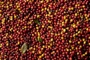 Fresh red coffee beans waiting for the production process to be dried and roasted.