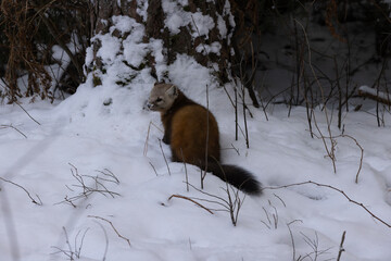 Fototapeta premium Pine Marten Martes americana Martes martes sitting on the snow covered ground debating on the safety of a pine tree