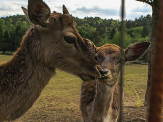 Close-Up of a Curious Young Deer Chewing Grass in a Natural Habitat