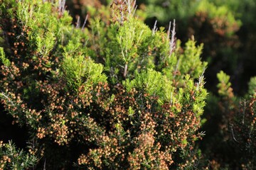 Erica arborea evergreen shrub in Italy
