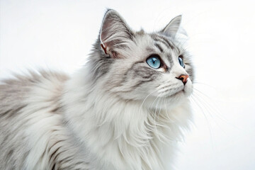 A stunning long-haired cat with bright blue eyes gazing attentively to the side. The cat’s fluffy...