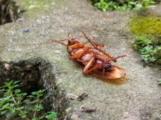 A dead cockroach on a grass block in the yard