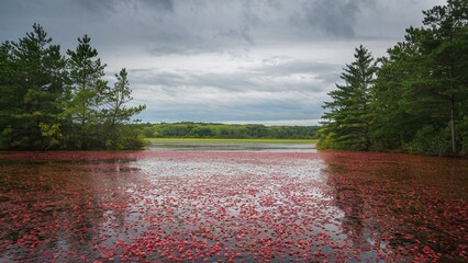 New England Cranberry Bog with Vibrant Red Berries and Cape Cod Charm