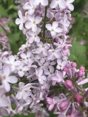 Lovely lilac flowers in bloom. Vertical photo of pale purple flowers with delicate petals.
