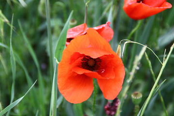 Obraz premium amapola