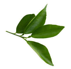 Citrus leaves isolated on a transaprent background.