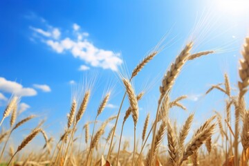 Fototapeta premium Wheat field sky outdoors nature.