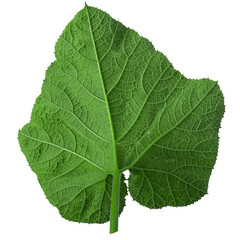 Large green leaves of pumpkin isolated on a transparent background