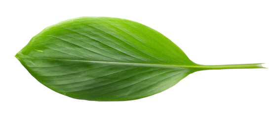 Ginger and ginger leaves isolated on transparent background