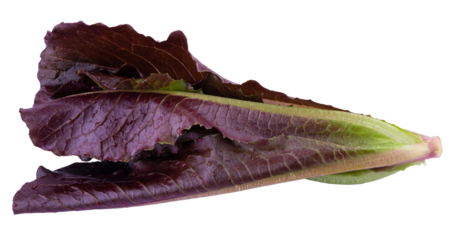 Red Leaf Lettuce isolated on a transparent background
