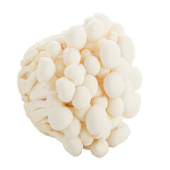 Bunapi mushroom, White beech mushrooms, Shimeji mushroom, Edible mushroom isolated on transparent background