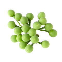 Pea Eggplants or turkey berry isolated over transparent background