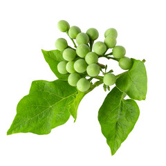 Pea Eggplants or turkey berry isolated over transparent background