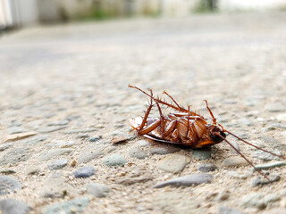 A dead cockroach on the floor