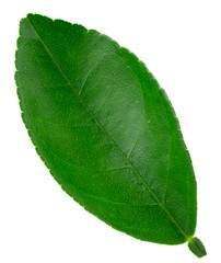 Obraz premium Citrus leaves isolated on a transparent background