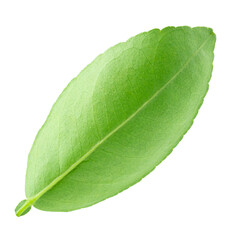 Obraz premium Citrus leaves isolated on a transparent background