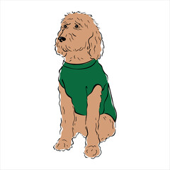 Fluffy dog. Dog in a sweater. Mixed breed.
