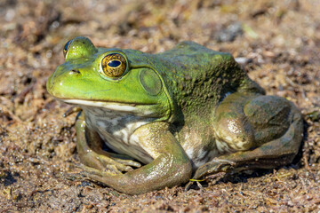 Close Up of an American Bullfrog on Muddy Ground