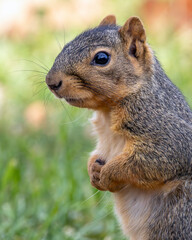 Close Up of an Eastern Gray Squirrel