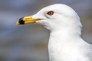 Close Up of a Ring-Billed Gull
