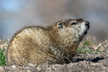 Close Up of a Groundhog, or Woodchuck