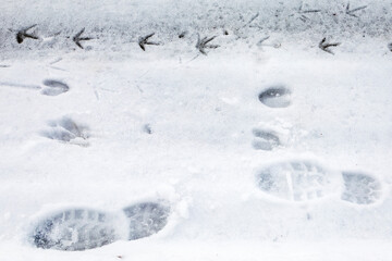 Boot Prints and Animal Tracks in Snow