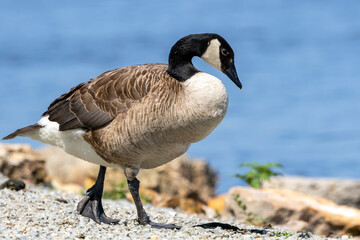 A Single Canada Goose Walking along a Rocky Shore
