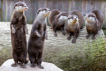 Zwei stehende sichernde Kurzkrallenotter mit drei Jungtieren in der Frontale