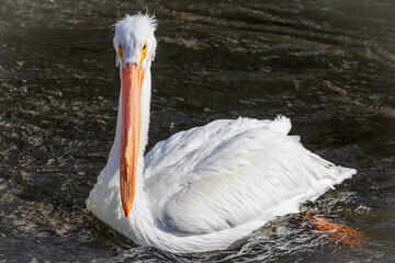 Close Up of an American White Pelican on Water