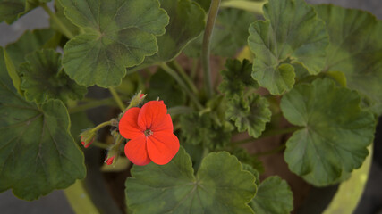 Potted geranium plant featuring a cluster of red flowers.